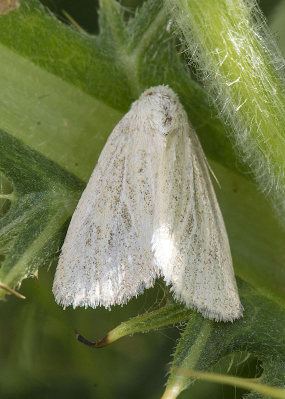 Noctuidae - Photedes morrisii